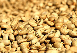 DOI PUI COFFEE THE BEST ORGANIC COFFEE BEANS - กาแฟดอยปุย